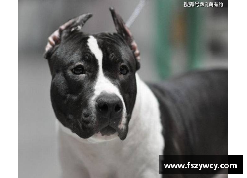 南宫NG28能轻松战胜比特犬的“狗”，却被外国人当宠物，网友看得瑟瑟发抖 - 副本